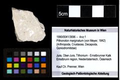 Foto (Objekt + Etiketten) von Pithonoton marginatum (von Meyer, 1842) 